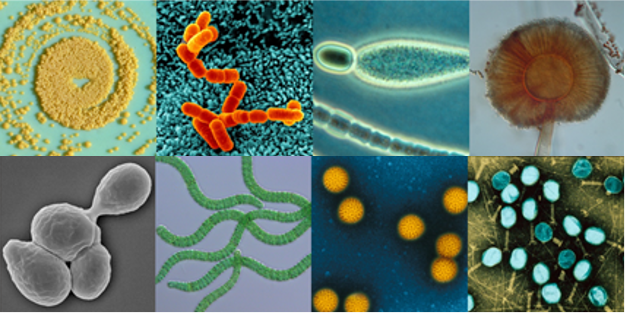Commander une ressource biologique