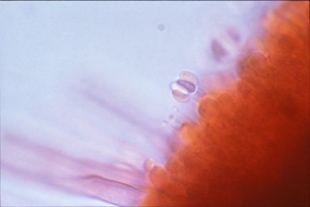 9004-0071_INRAE_H-DROUET (Phanerochaete chrysosporium. Champignon dégradant la lignine)