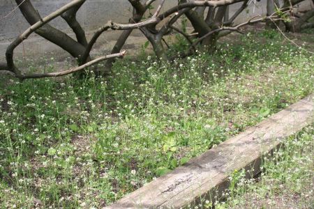 @VASC Population naturelle d'arabidopsis