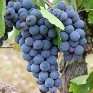 AgroBRC-RARe CRB Vigne ©Florilège