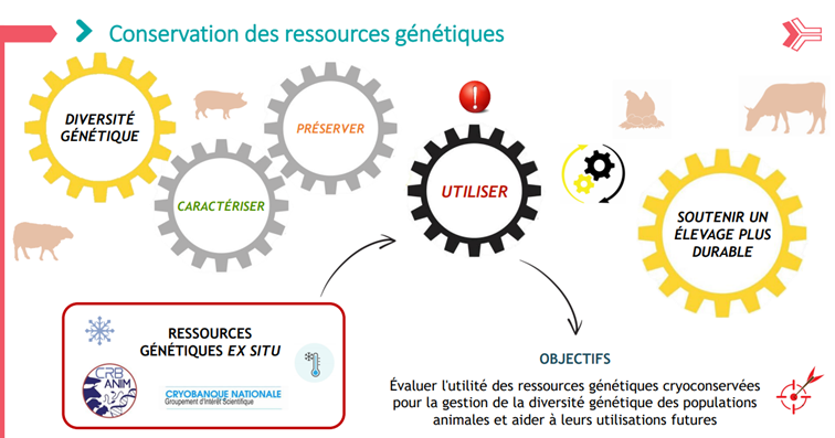 Alicia Jacques, Les ressources génétiques pour régénérer la diversité en élevage, (Carrefour de l’Innovation Elevages herbivores 2024) Alicia Jacques, Les ressources génétiques pour régénérer la diversité en élevage, (Carrefour de l’Innovation Elevages herbivores 2024)