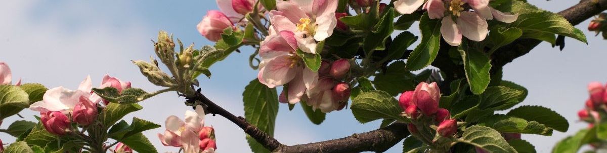 @Jean Weber INRAE Fleurs de pommier