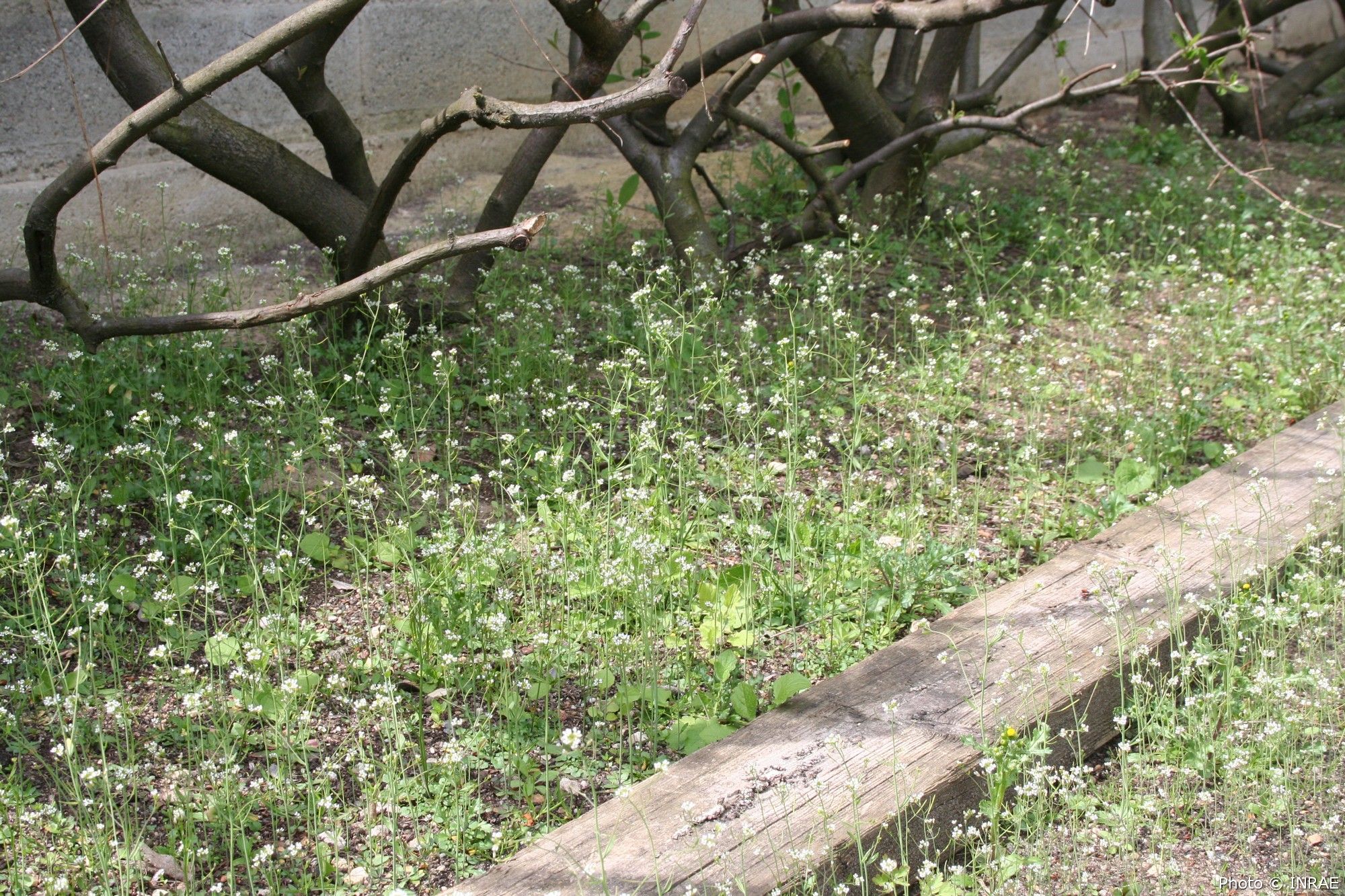 @VASC Population naturelle d'arabidopsis