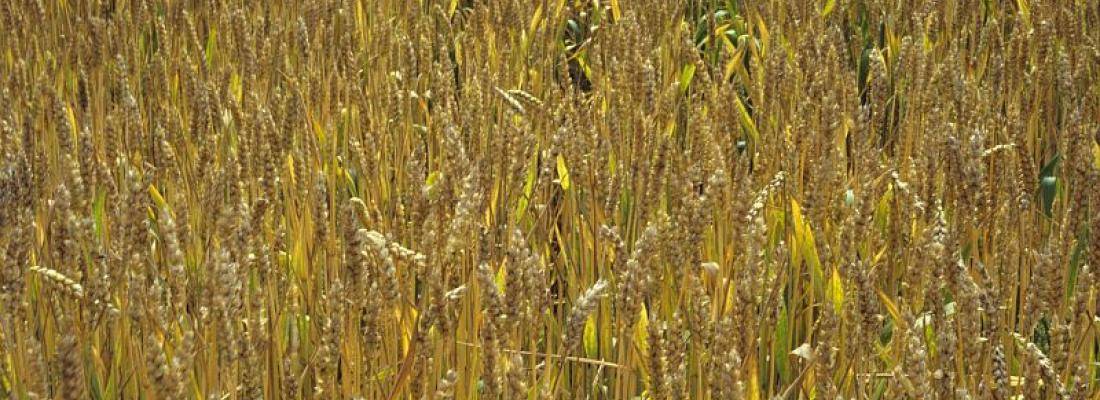  illustration BreedWheat permet de développer de nouvelles variétés de blé pour une agriculture durable © INRAE -Jean-Marie Bossennec 