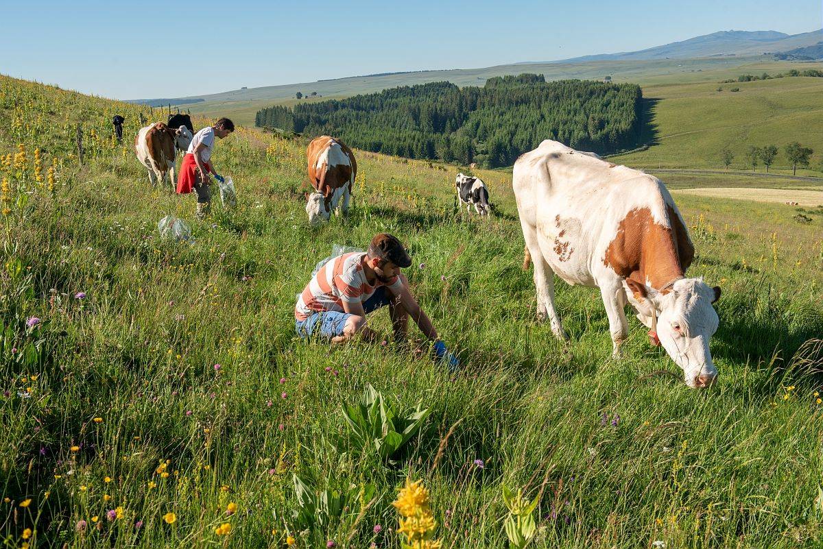 @INRAE / MAITRE Christophe (Prélèvement des échantillon d'herbe correspondant précisément au bol alimentaire des vaches suivies. Travail d'observation.)