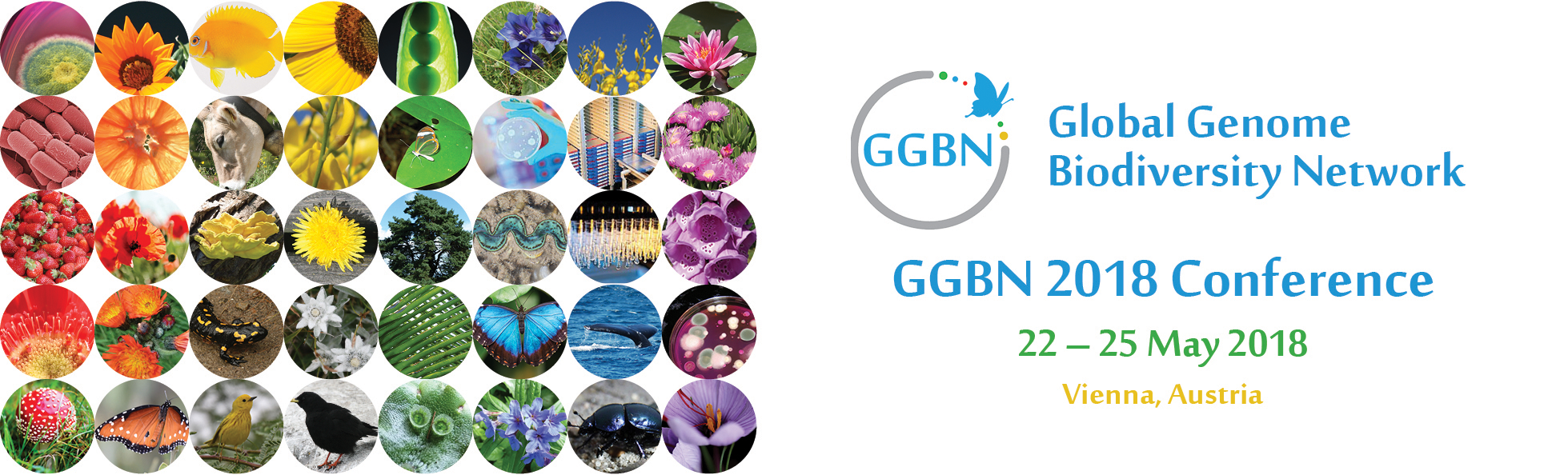 GGBN