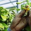 Plant de vanillier du Centre de Ressources Biologiques (CRB) Vatel du Cirad © R. Carayol, Cirad