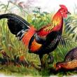 Red Junglefowl, Hume and Marshall, Game Birds of India, Burmah and Ceylon (1879–1881) Public