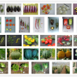 @INRAE Rebecca Stevens : : Illustrations of examples of the phenotypic diversity present in the five collections. 