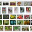 @INRAE Rebecca Stevens : : Illustrations of examples of the phenotypic diversity present in the five collections.