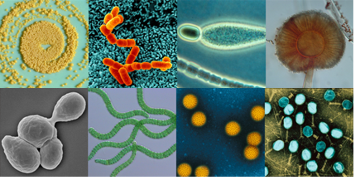 8microbes.png