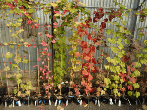 Vignes CRB Transfert Vignes CRB Transfert