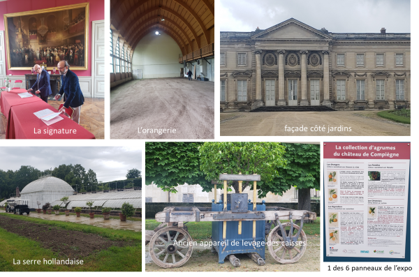 CollectionAgrumes_Compiegne