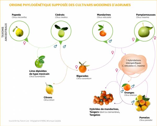 2-origine-phylogén-supposée-cultivars-modernes-agrumes-v4