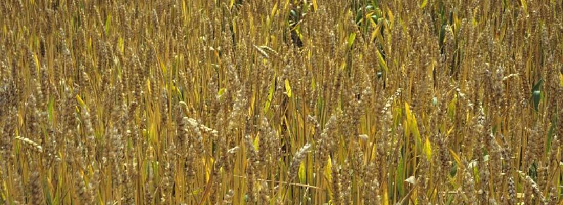  illustration BreedWheat permet de développer de nouvelles variétés de blé pour une agriculture durable © INRAE -Jean-Marie Bossennec 