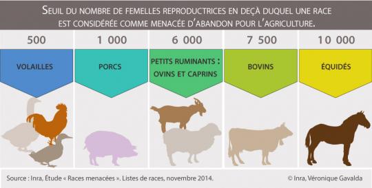 infographie-1-races-locales-et-menacees-dessins-animaux-colores