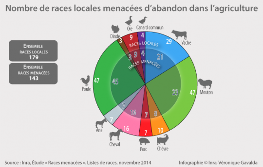 infographie-2-camembert-nombre-races-locales-menacees-v4