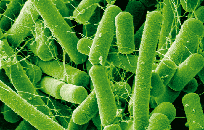 Pilier Microorganisme