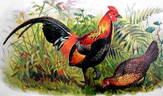 Red Junglefowl, Hume and Marshall, Game Birds of India, Burmah and Ceylon (1879–1881) Public
