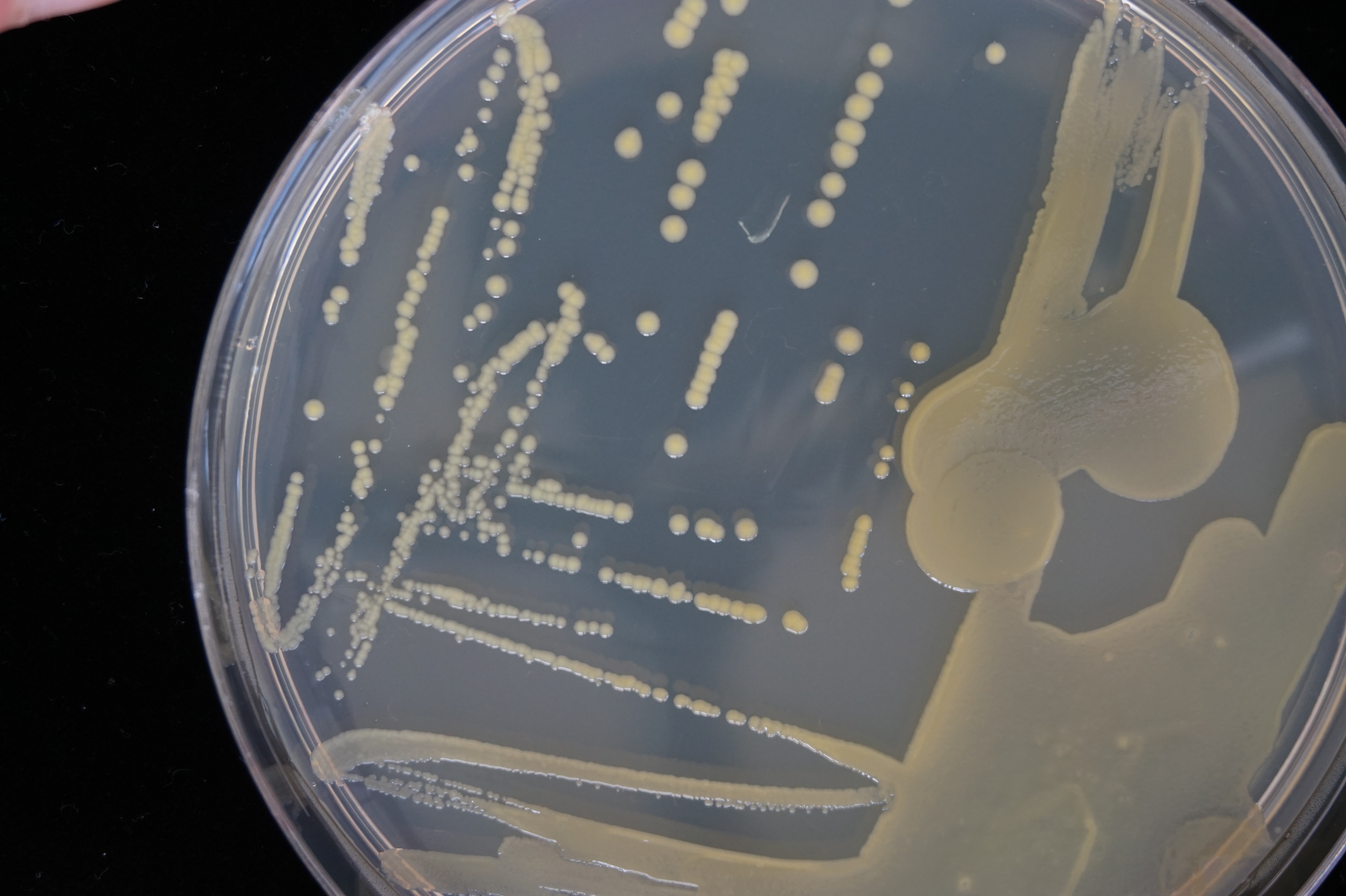 @A. Lathus / INRAE (souche de Curtobacterium flaccumfaciens pv flaccumfaciens, pathogène de haricot, sur boite de Petri)